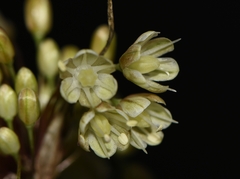 Allium longispathum