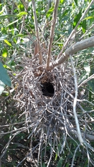 Phacellodomus striaticollis
