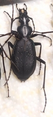 Carabus agnatus