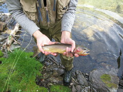 Oncorhynchus clarkii