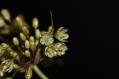 Allium longispathum