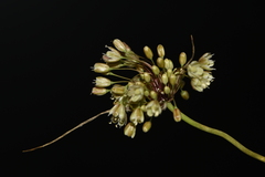 Allium longispathum