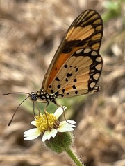 Acraea serena