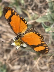 Acraea serena