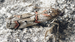 Pempelia palumbella