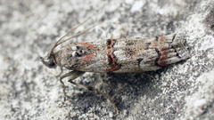 Pempelia palumbella
