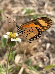 Acraea serena