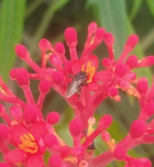 Scaptotrigona polysticta
