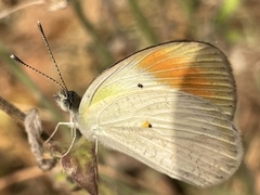 Colotis