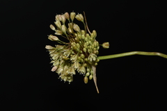 Allium longispathum
