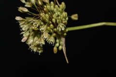 Allium longispathum