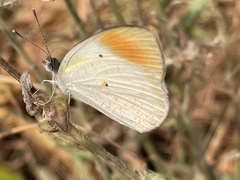 Colotis
