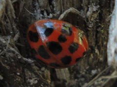 Harmonia axyridis