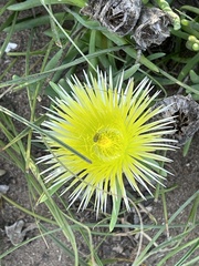 Conicosia pugioniformis