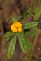 Stylosanthes biflora