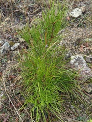 Pinus nigra pallasiana