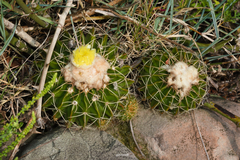 Parodia erinaceus
