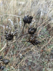 Centaurea salonitana