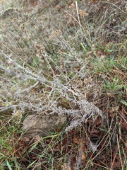 Artemisia taurica