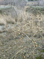 Linum austriacum