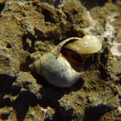 Echinolittorina punctata