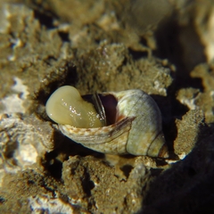 Echinolittorina punctata