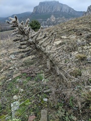 Echium italicum biebersteinii