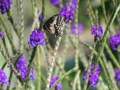 Papilio polyxenes stabilis