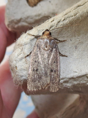 Amphipyra tragopoginis