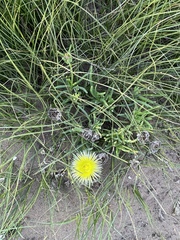 Conicosia pugioniformis