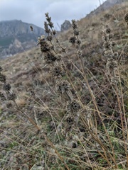Stachys cretica