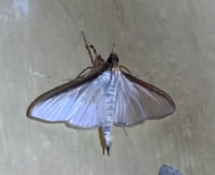 Cydalima