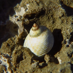Echinolittorina punctata