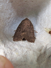 Amphipyra tragopoginis