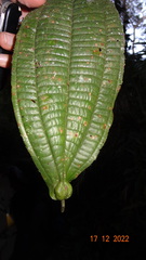 Miconia tococoronata