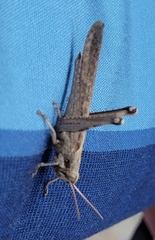 Schistocerca