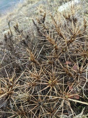 Astragalus arnacantha