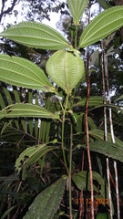 Miconia tococoronata