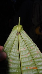 Miconia tococoronata