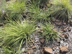 Xerophyta retinervis