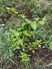 Nothofagus alpina