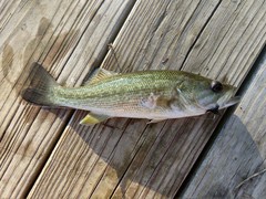 Micropterus treculii