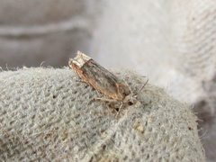 Eucosma ochroterminana