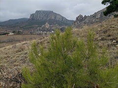Pinus nigra pallasiana