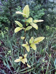 Nothofagus alpina