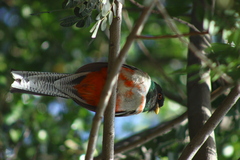 Trogon elegans