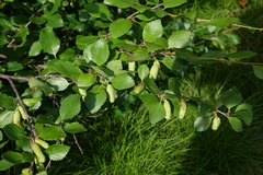 Betula divaricata
