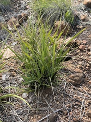 Xerophyta retinervis