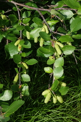 Betula divaricata