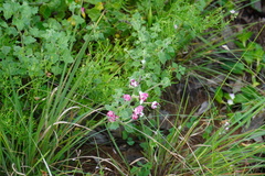 Zaluzianskya maritima